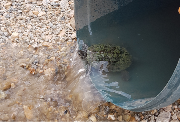 ÇE-KA Projesi Kapsamında Nesli Tehlike Altında olan Benekli Tatlı Su Kaplumbağaları Kurtarıldı!