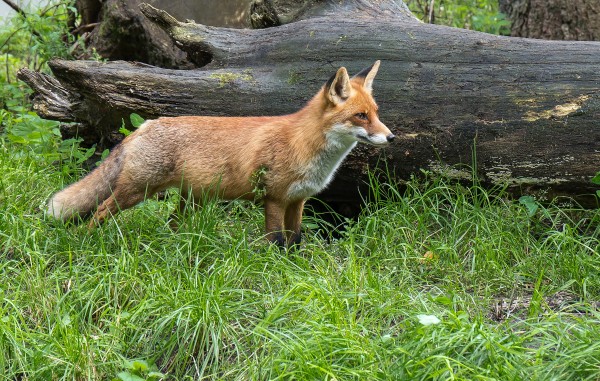 Rare Fox Species Vulpes Vulpes and Jackal Species Canis Aureus Were Found in ÇE-KA Project Monitoring Studies!